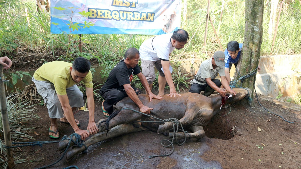 MST Qurban 2018